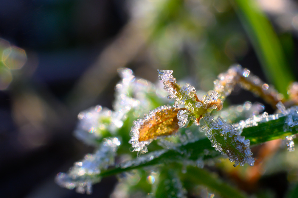 Photo nature 2