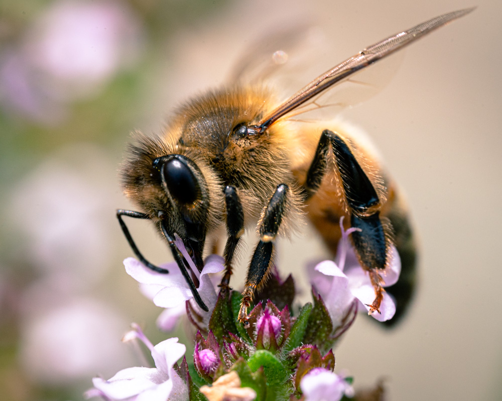 Photo nature 3